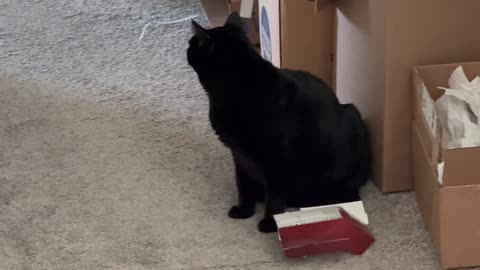 Adopting a Cat from a Shelter Vlog - Cute Precious Piper Inspects the Recyclables from the Closet