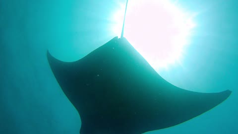 Gigantic manta ray eclipses scuba diver, creates beautiful video footage