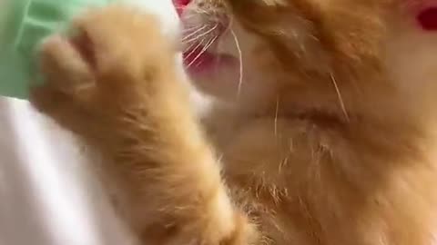 CUTE CATS SHORTS VIDEOS 40