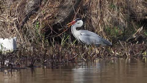 Polująca czapla siwa - Ardea cinerea