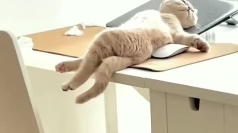 Cat sleeping time