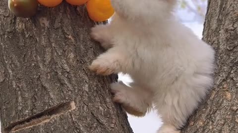 Cute Rabbit Eat Mangoes