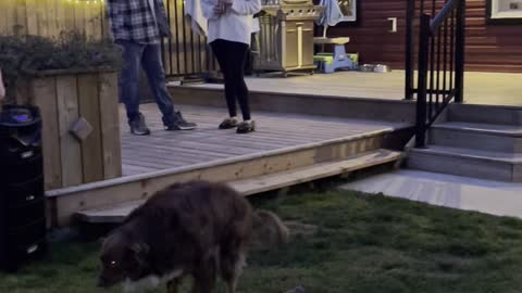 Marriage Proposal Interrupted by Doggy’s Bathroom Break