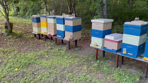 Atlanta bees 05-28-2024