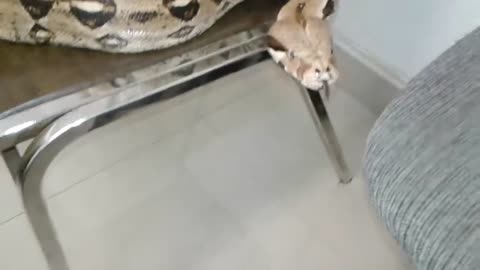 Large Snake is loose in my office...and guess what happened next