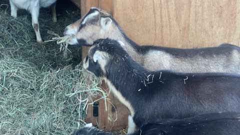 Goat Hay Eating Contest 01.2023