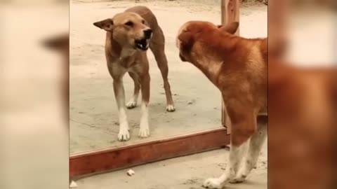 Dog 🐕 prank video funny scence