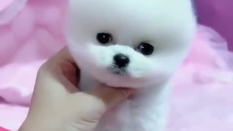 Baby dog like 🐻 😂😂