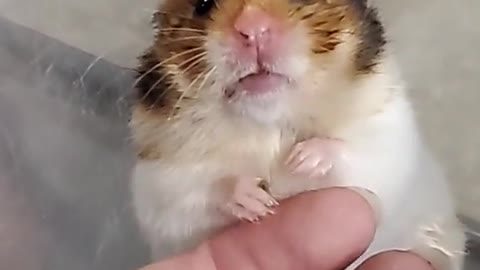 this hamster is fukken traumatized and I dont even know what happened 💀