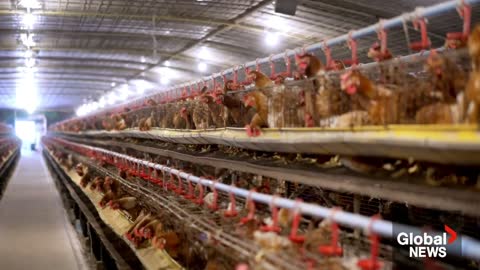 Avian flu outbreak taking heavy toll on BC farmers