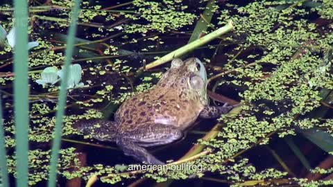 THE 5 LARGEST FROGS IN THE WORLD