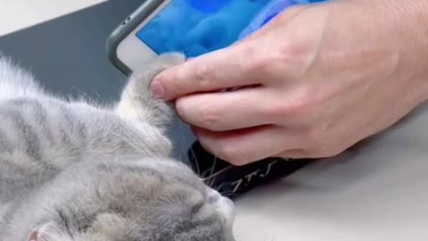 "Pawsitively Unique: A Cat with Fingerprint Paws Takes Over the Mobile!"