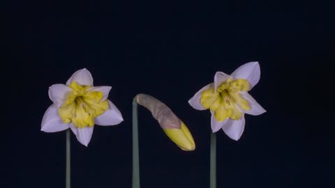 Daffodils Easter Bells Spring