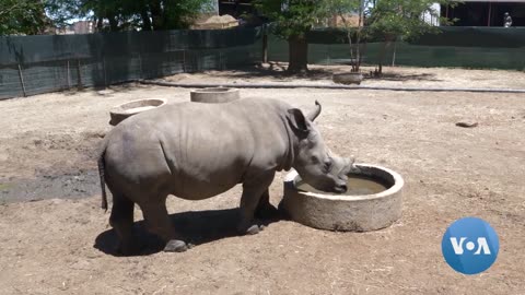 2,000 South African Rhinos Destined for Freedom