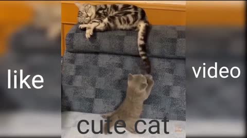 Two cute funny cat