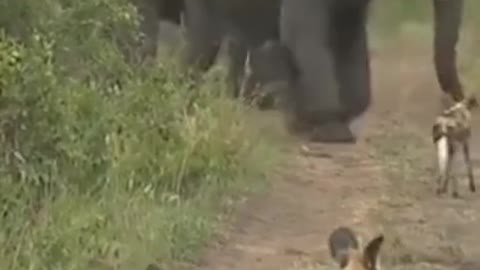 Elephant protect Babies from wild dogs#shorts #wildlife