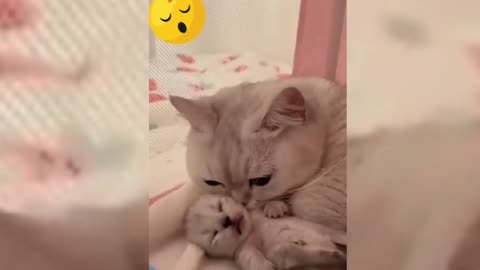 Cute Baby Cat and Kitten