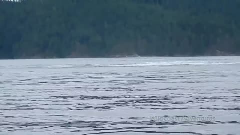 Incredible video shows humpback whale breaching near kayakers