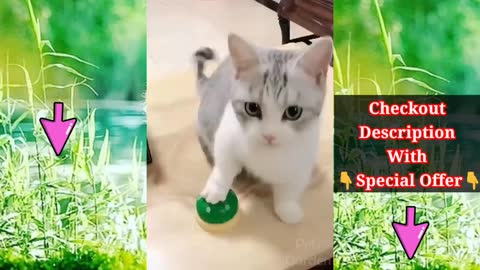 Baby cats 🐱 cute And funny cats videos complication🐈