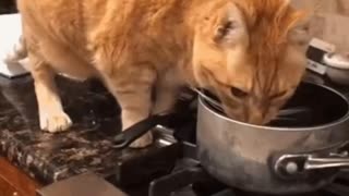 Cute Cat Gif