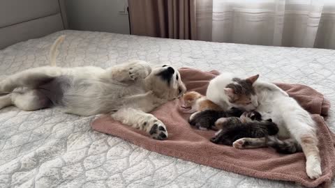 Golden Retriever Puppy Reacts to Baby Kittens [Cuteness Overload]