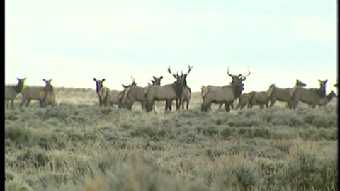 Hunting the Biggest Elk in the Herd!