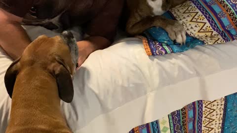 Boxer Dogs Confused by Masked Human