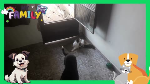 Os Melhores Momentos dos Meus Filhos de Quatro Patas Pets Incríveis!