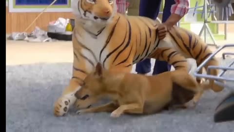 NEW FUNNY DOG VIDEOS "FAKE TIGER PRANK" TROLL PRANK ON DOGS