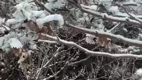 Beautyful snow vieW south korea