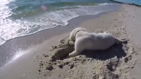 Puppy furious after ocean water destroys his sandcastle