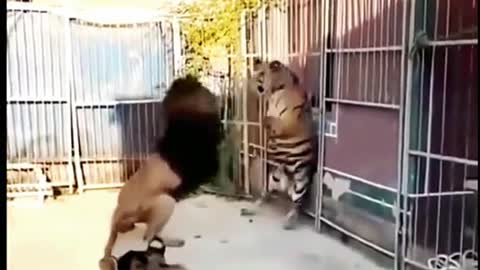 1 Lion VS 2 Tigers😮