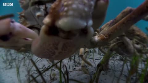 Stingray Ambushes Army Of Crabs | Blue Planet II | BBC Earth