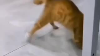 A CAT MOONWALKING 🤣TO MICHAEL JACKSON ON TV