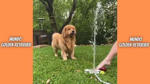 Funny Dogs - Golden Retriever compilation