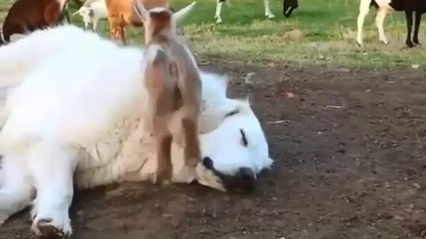 funnyanimals_videos