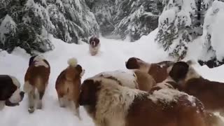 DOGS WALKING IN THE FOREST BEAUTIFUL VIDEO