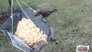 House Finch Female