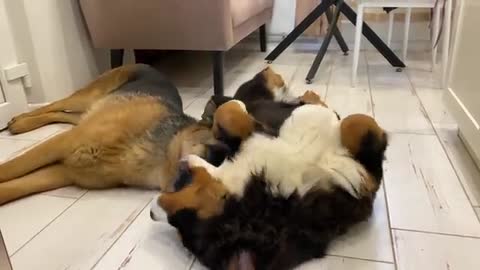 What cuddle looks like between a German Shepherd Puppy and a Bernese Mountain Dog Puppy!
