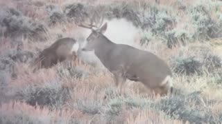 28 Nosler | 177 Hammer Hunter | Mule Deer Hunt