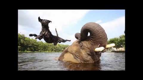 UNUSUAL ANIMALFRIENDSHIPS YOU´LL NOT BELIEVE !!! 😮😮😮