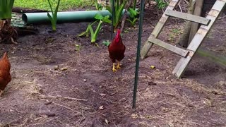 Best Roosters and Hens for Homestead