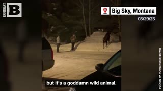 "YOU GUYS ARE F*CKING IDIOTS!" — Moose Charges at Tourists After They Insist on Touching It
