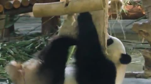 The giant panda