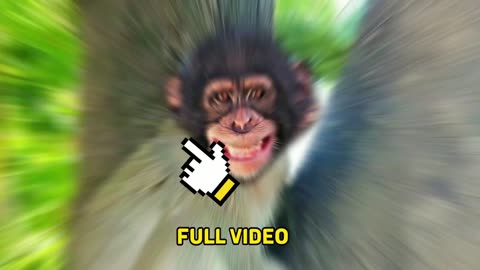 New Funny Videos 2023😂 Cutest animals Doing Funny Things monkey HHH