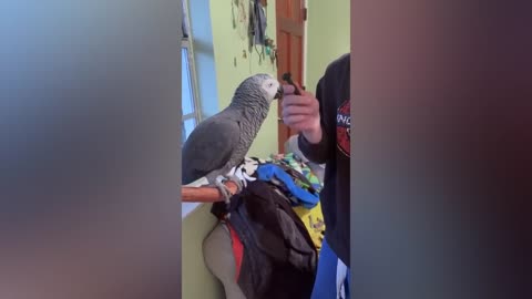 FUNNY AND CUTE PARROTS - TRY NOT TO LAUGH!