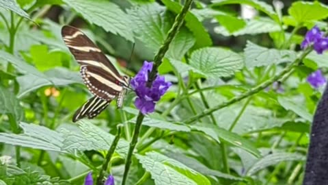 Butterfly closeup - Hettie & Tark visit the Butterfly Conservatory, Niagara Falls.