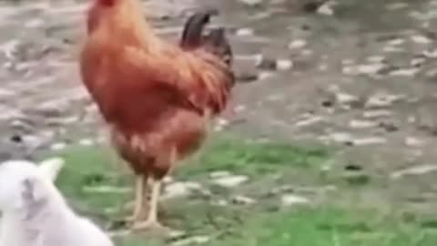 Animals funny videos