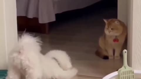 Cute Dog And Angry Cat🐶