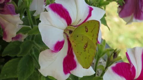 Butterfly fishing a petunia